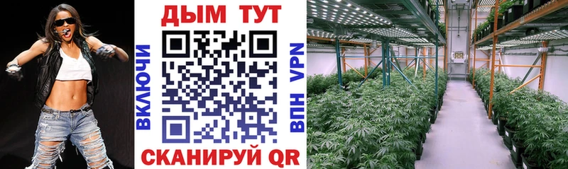 Канабис сатива Кукмор